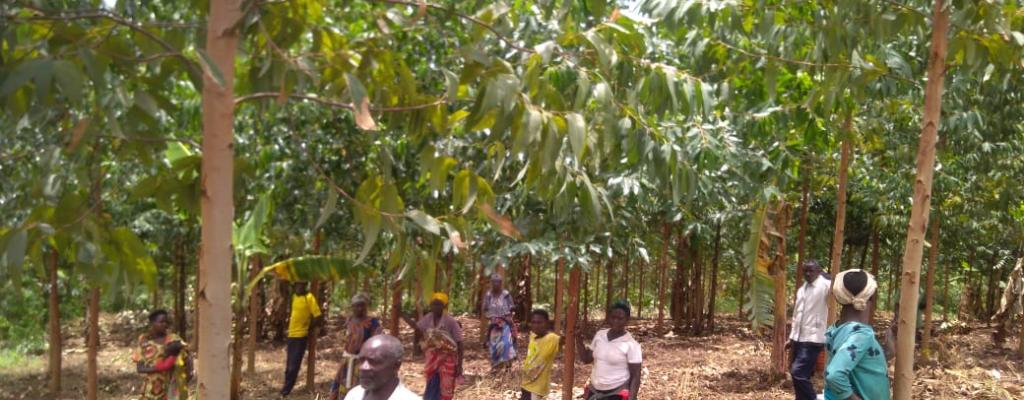 Beneficiaries of mukarama tree project after a long day work in their tree project